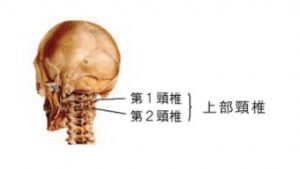 上部頸椎カイロプラクティックとは – [公式]アトラスナチュラルセラピーすえ
